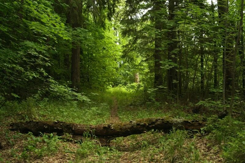 Нижегородские леса фото Природные условия