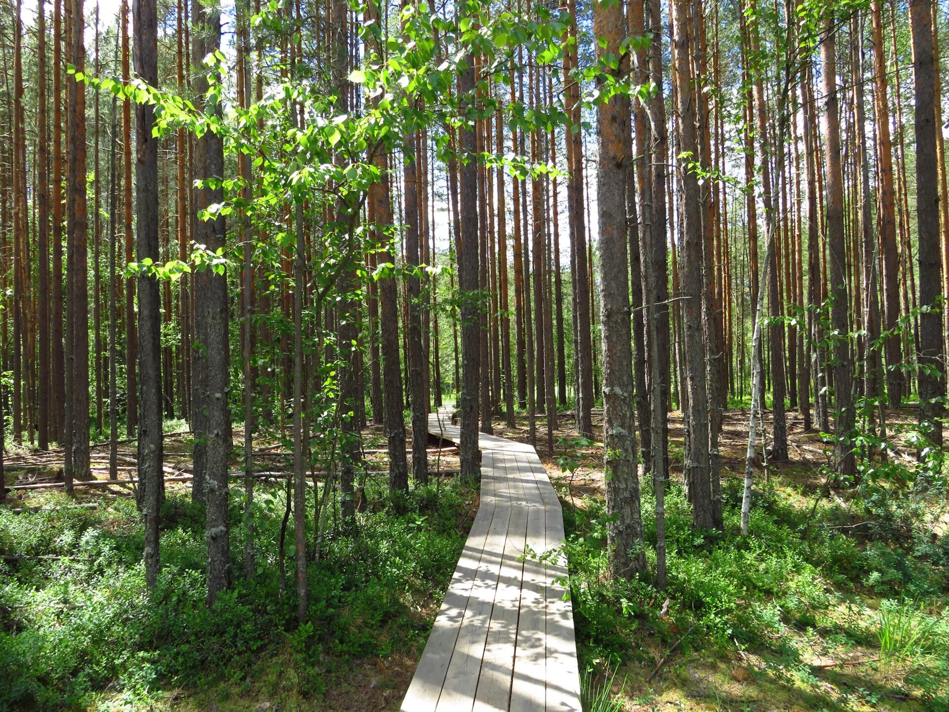 Нижегородские леса фото Выходные под Нижним Новгородом. Керженский заповедник - пешком, Лысково - бегом.