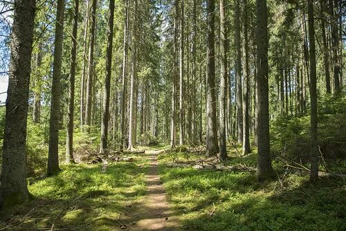 Нижегородские леса фото Forest Images Flickr