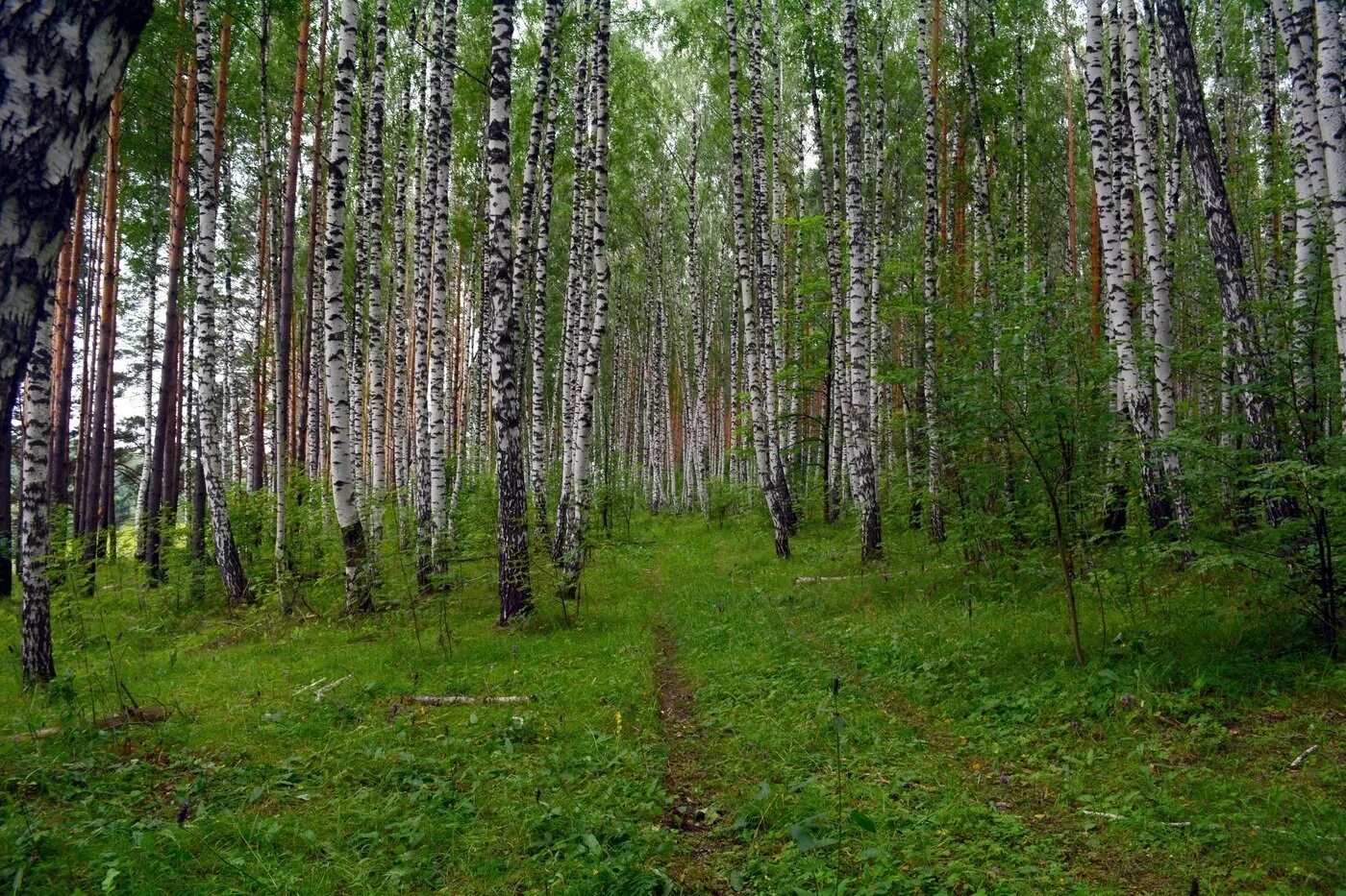 Нижегородские леса фото Береза новгород