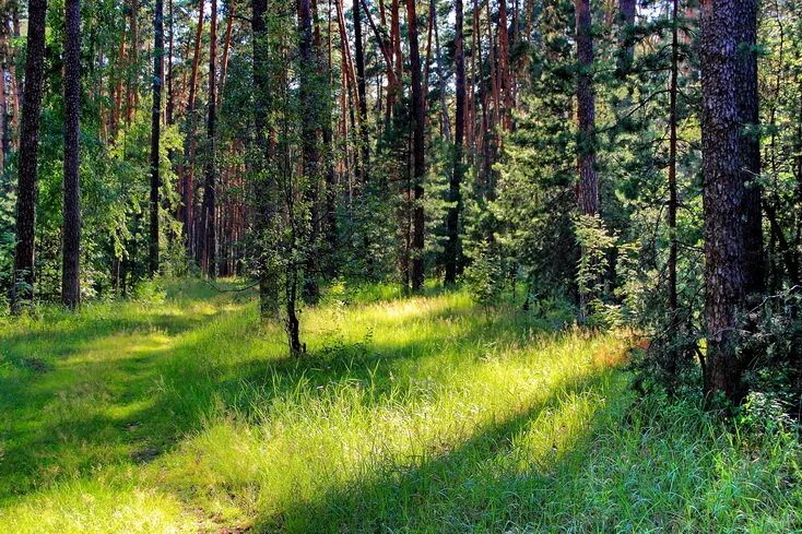 Нижегородские леса фото 07.09.2017 Экспертная оценка зеленых насаждений Зябловского леса Администрация П