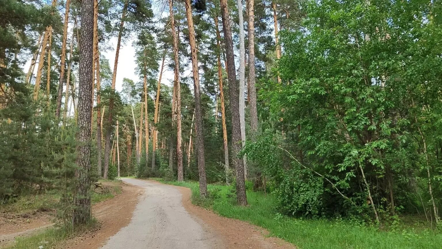 Нижегородские леса фото Нижегородец ушел за грибами и погиб: его искали два дня - Новости Нижнего Новгор