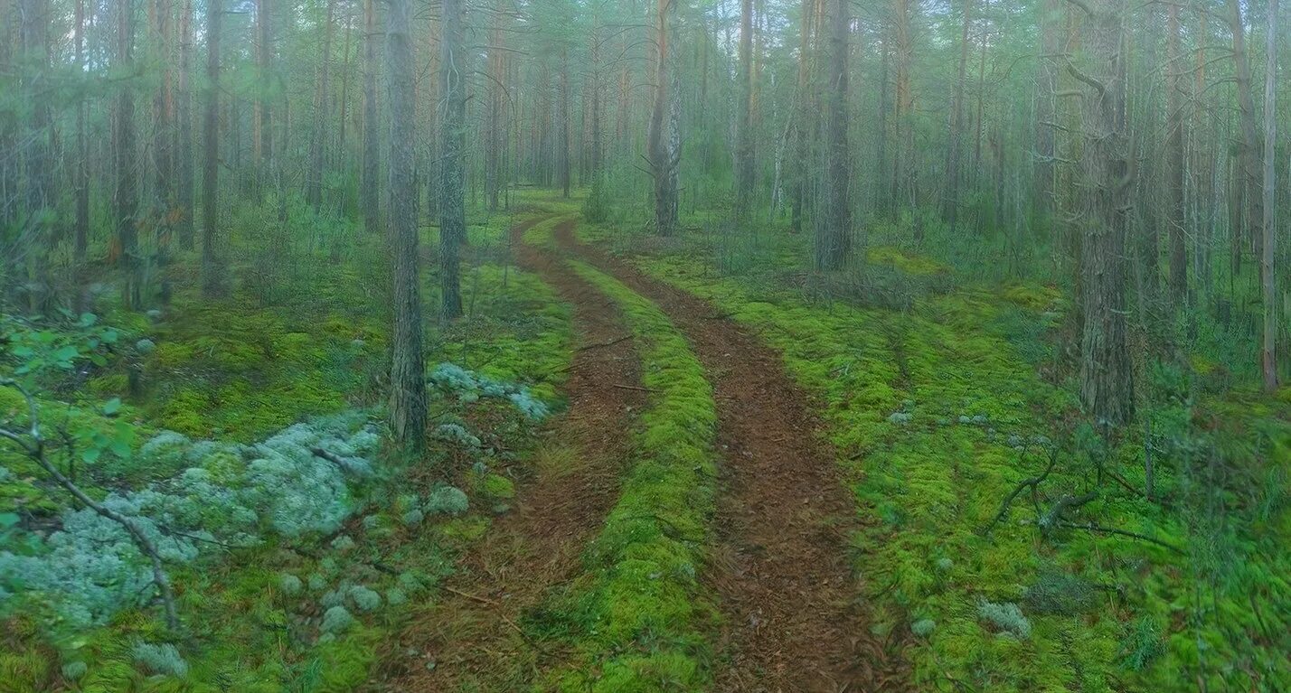 Нижегородские леса фото Саровский лес - 77 фото