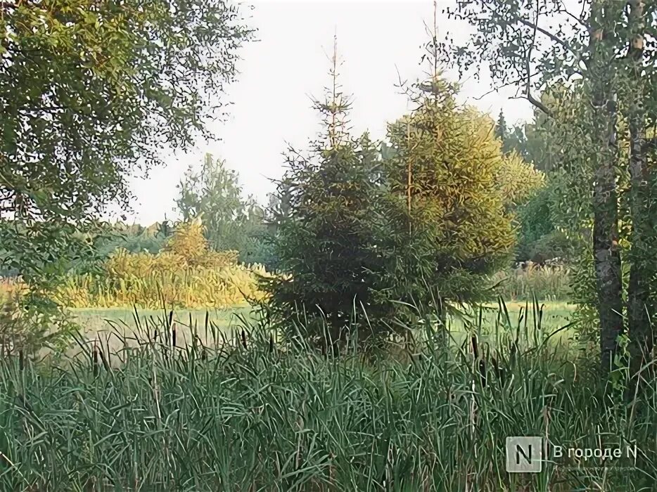 Нижегородские леса фото Почти 12 тысяч га сельхозугодий создают опасность пожара в Нижегородской области
