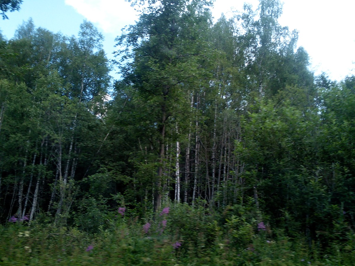 Нижегородские леса фото File:Valdaysky District, Novgorod Oblast, Russia - panoramio (1977).jpg - Wikime