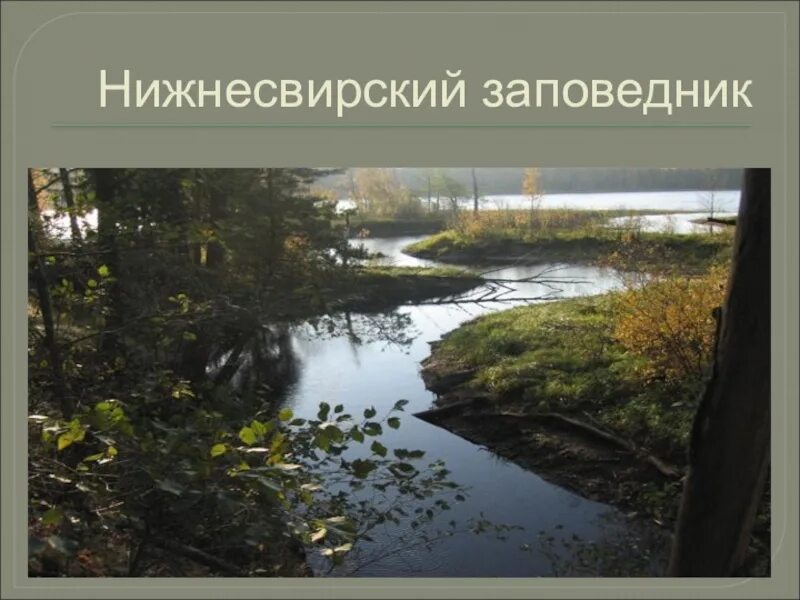 Нижне свирский заповедник фото Нижне свирском государственном заповедник