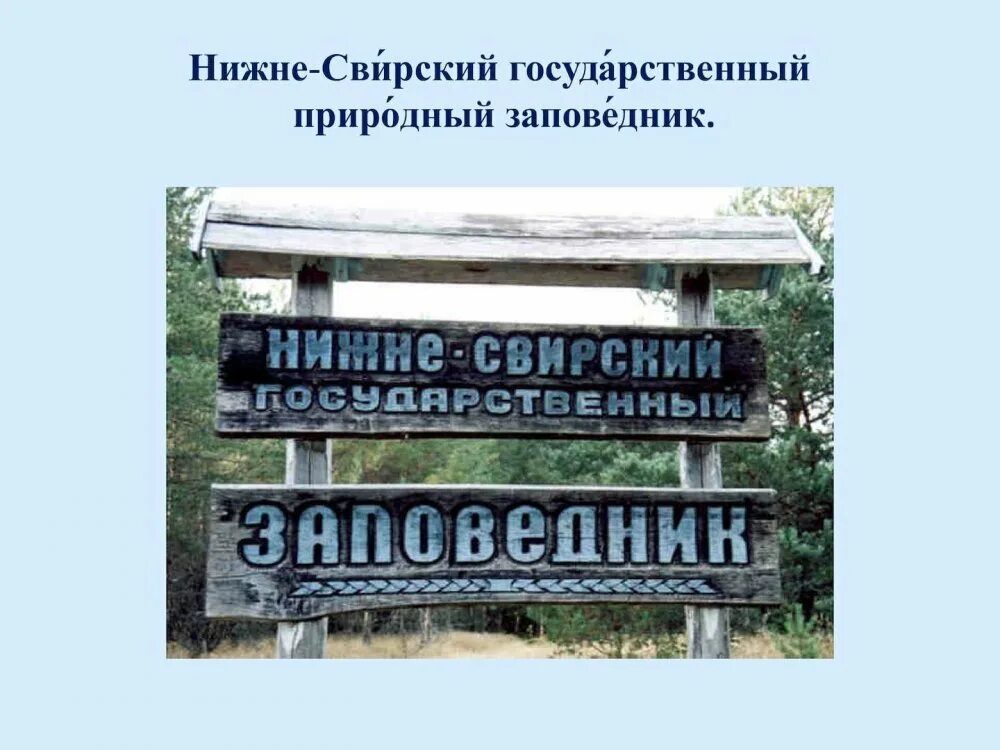 Нижне свирский заповедник фото Нижне свирский государственный природный заповедник фото - Бека Тур