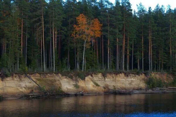 Нижне свирский заповедник фото ПРИРОДНЫЙ НИЖНЕСВИРСКИЙ ЗАПОВЕДНИК