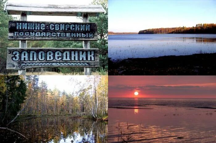 Нижне свирский заповедник фото Нижне-Свирский государственный природный заповедник