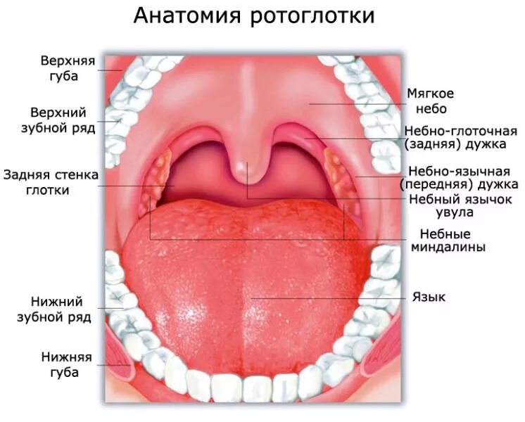 Нижнее небо во рту фото Рак ротоглотки: симптомы, признаки, прогноз, диагностика, лечение