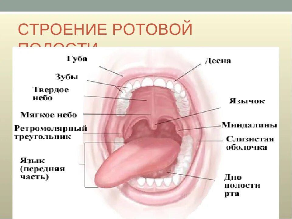 Нижнее небо во рту фото Глотка лет