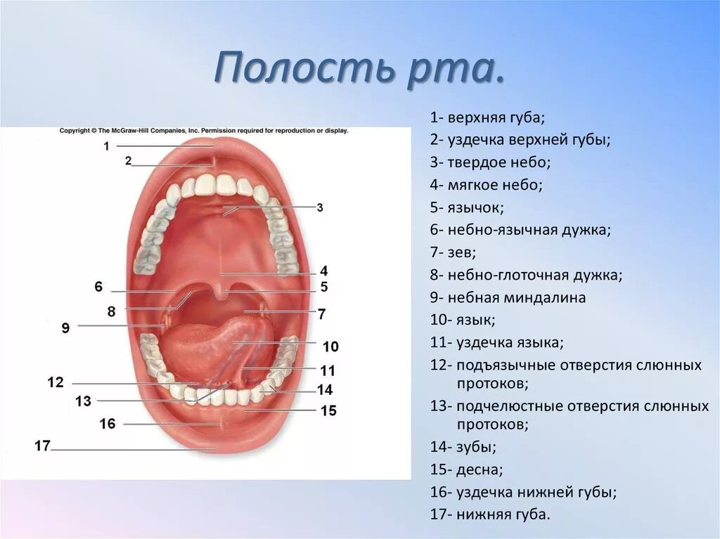 Нижнее небо во рту фото Какая ты порядочная своей ротовой полости - найдено 76 картинок