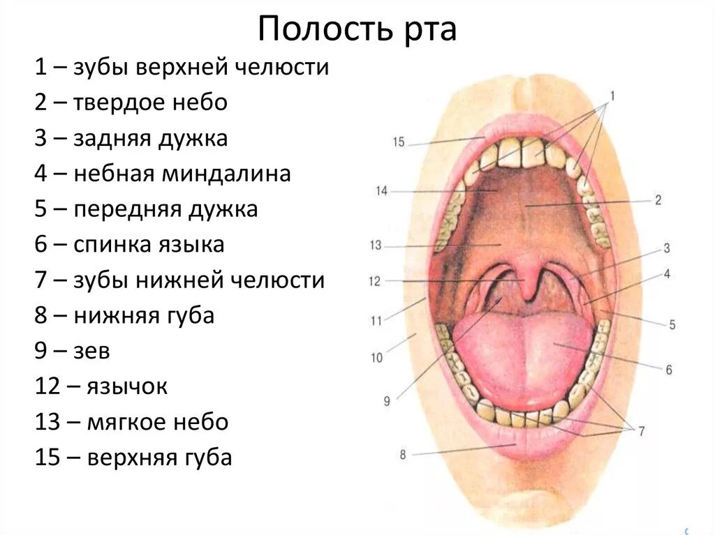 Нижнее небо во рту фото Внутренняя полость рта