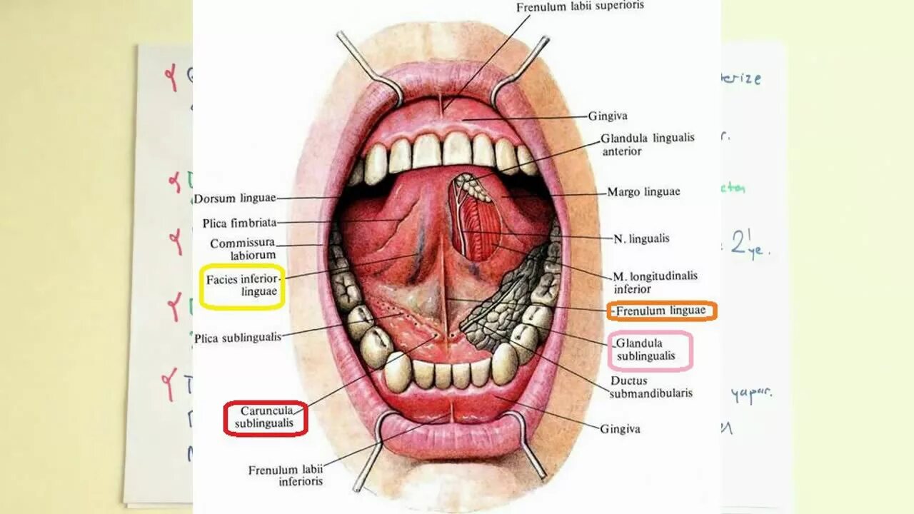 Нижнее небо во рту фото Ağız Anatomisi - YouTube