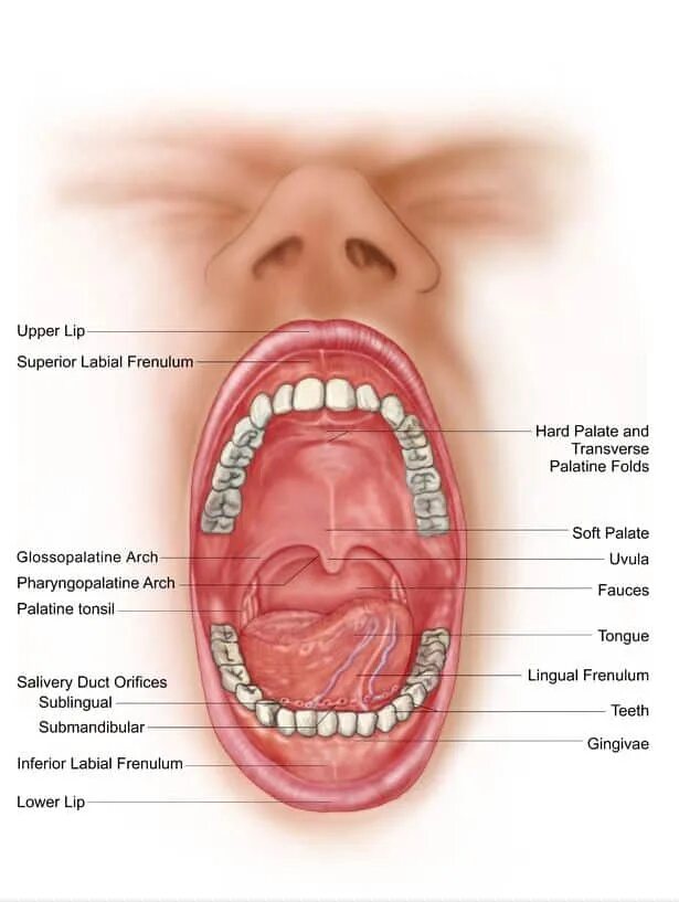 Нижнее небо во рту фото Flu Develops in the Roof of Your Mouth, Scientists Claim - Elite Readers