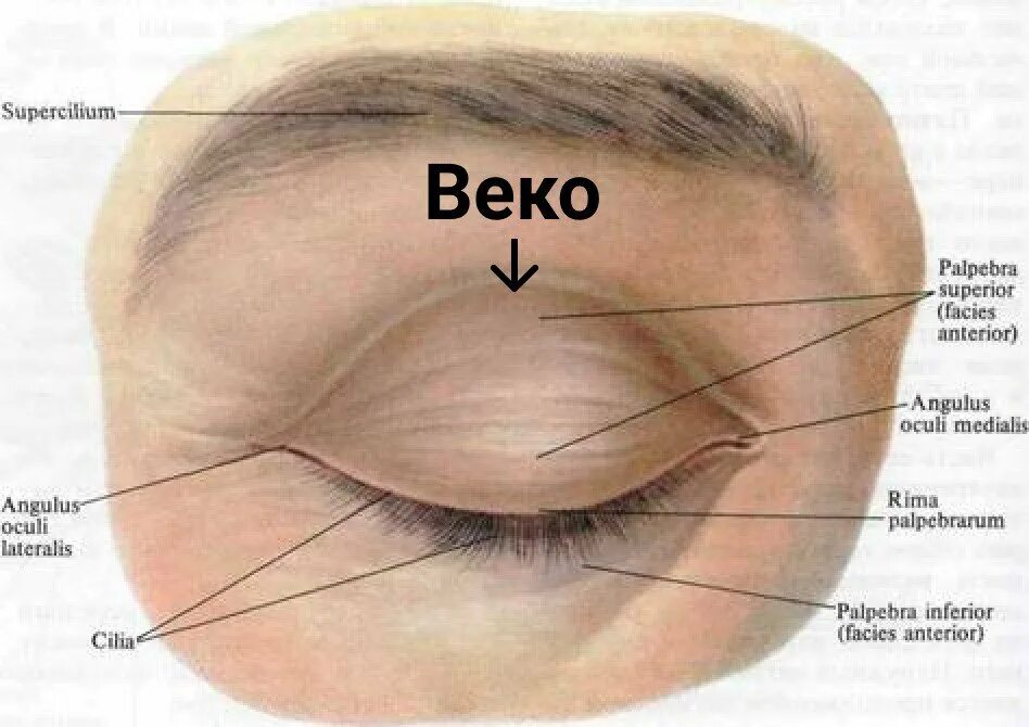 Нижнее веко фото Ответы Mail.ru: Что тут за кино загадано?