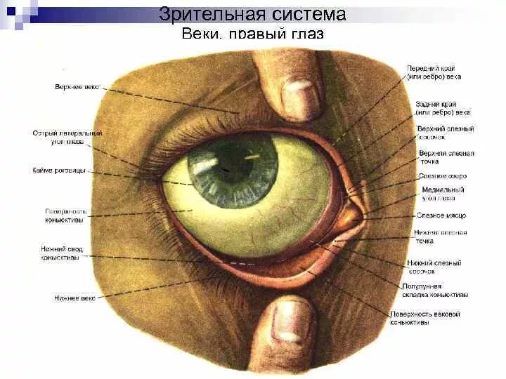 Нижнее веко глаза фото Где расположены веки