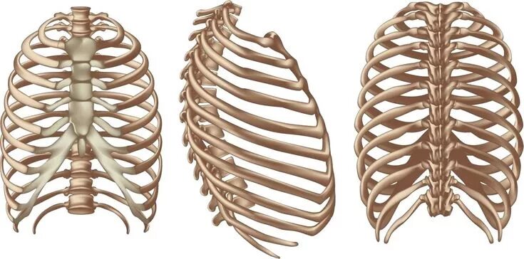 Нижние ребра фото Caja Torácica Rib cage, Hair accessories, Human skeleton
