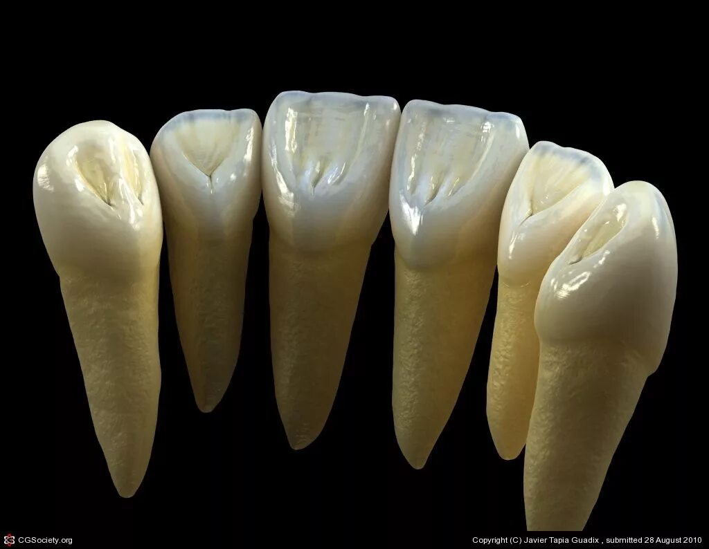 Нижние резцы фото Pin on anatomy