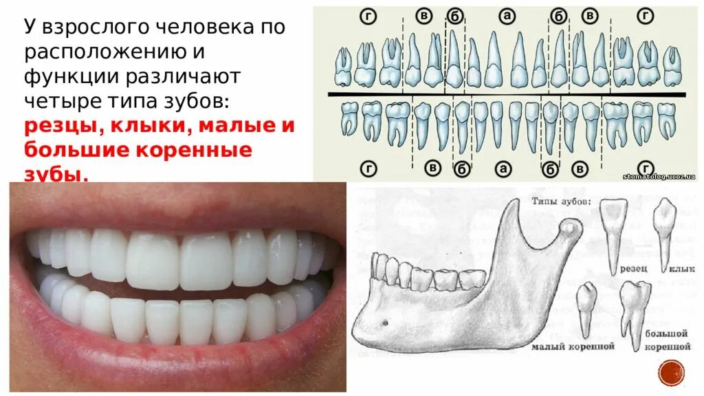Нижние резцы фото Резцы у детей схема