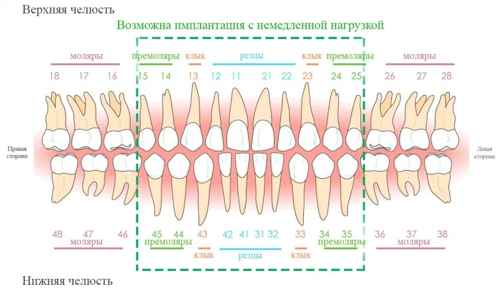 Нижние зубы фото по номерам Имплантация нижних зубов, методы и стоимость Стоматология Dентал Мир