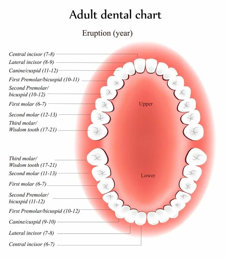 Нижние зубы по номерам у взрослых фото Dental Tooth Numbers Chart Teeth Numbers And Names system Dental, Dental posts, 