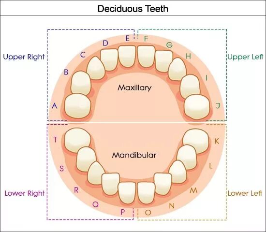 Нижние зубы по номерам у взрослых фото Dental Charts to Help You Understand the Tooth Numbering System Tooth chart, Tee