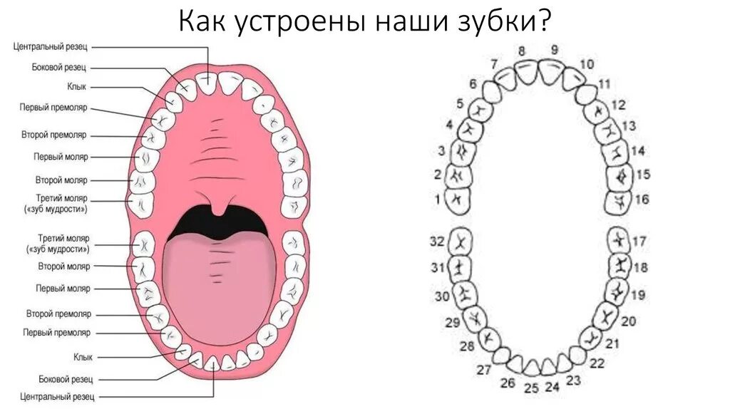 Нижние зубы по номерам у взрослых фото Схема детских зубов с номерами