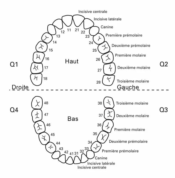 Нижние зубы по номерам у взрослых фото Numérotation des dents et quadrants chez le dentiste Bücco Dentiste, Décodage bi
