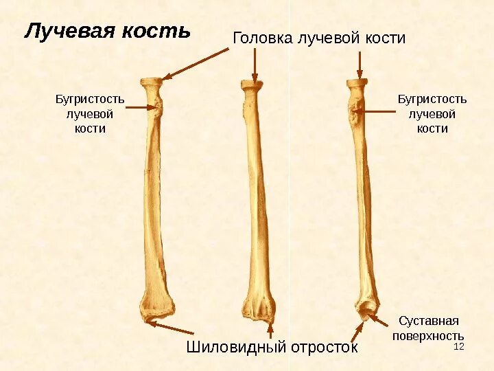 Нижний конец лучевой кости на руке фото лучевая кость - Также имеются края