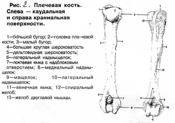 Нижний конец плечевой кости фото Плечевая кость
