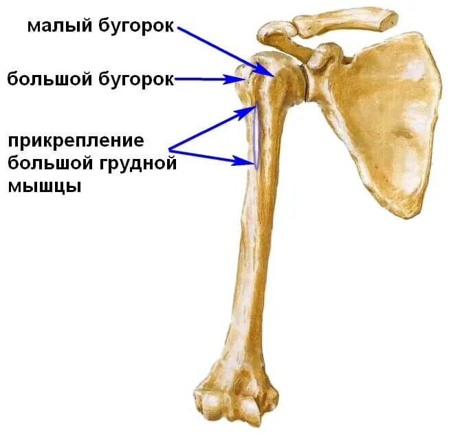 Нижний конец плечевой кости фото Разрывы и отрывы большой грудной мышцы - Травмаорто