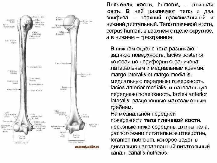 Нижний конец плечевой кости фото Картинки БЕДРЕННАЯ ПЛЕЧЕВАЯ КОСТЬ ЭТО