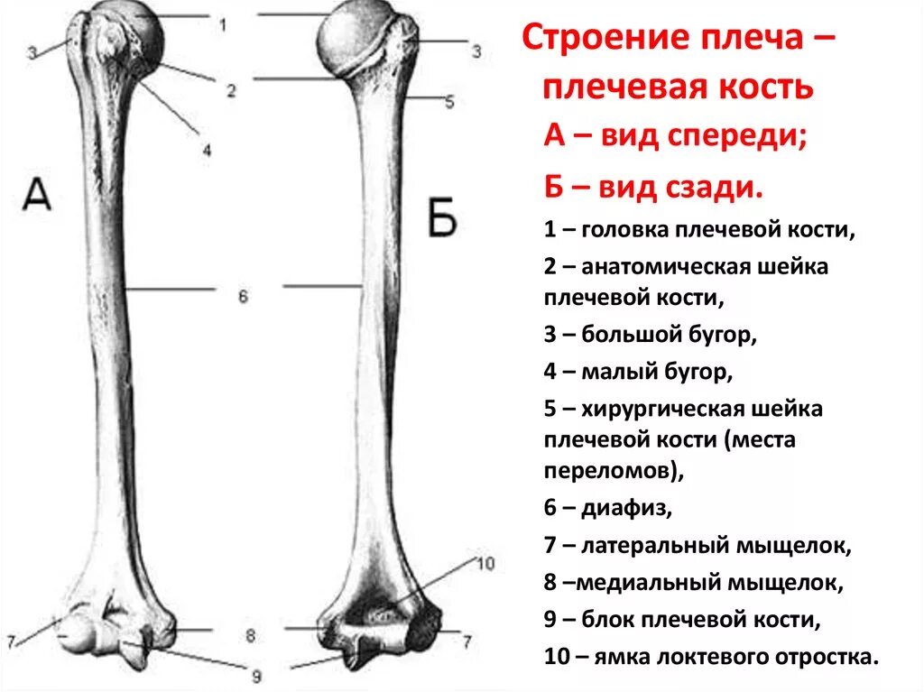 Нижний конец плечевой кости фото К плоским костям относятся плечевая кость