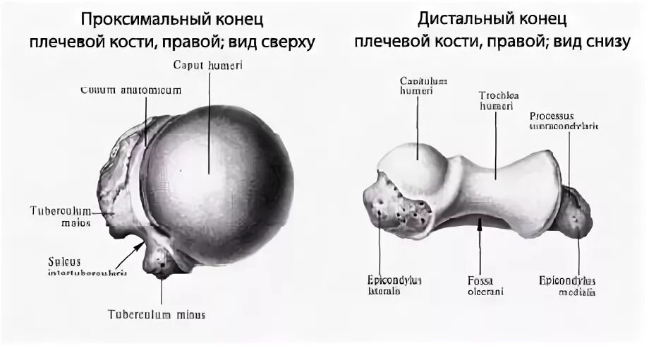 Нижний конец плечевой кости фото Вопрос 9 Плечевая кость