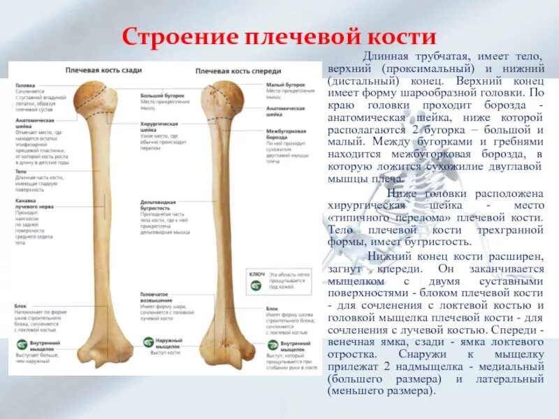 Нижний конец плечевой кости фото Плечевая кость тест