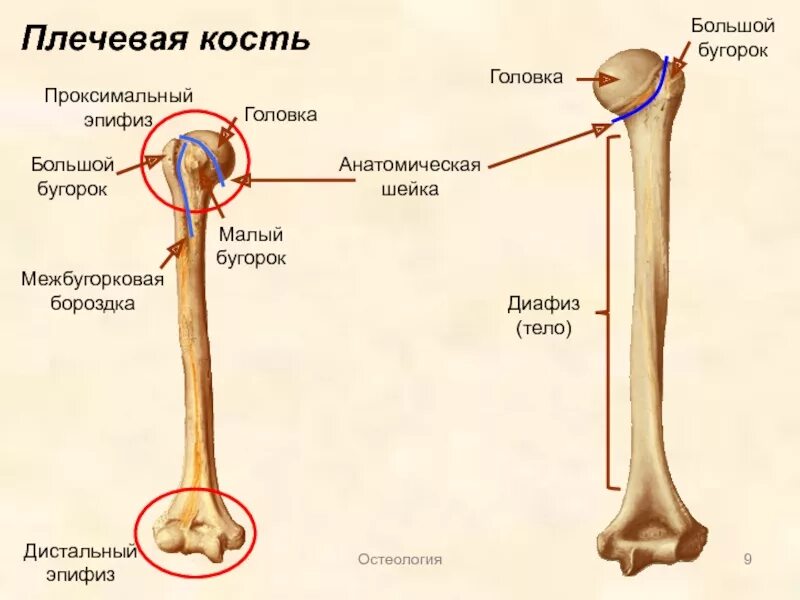 Нижний конец плечевой кости фото Плечевая кость какая конечность