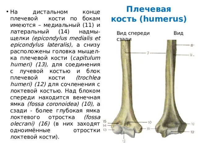 Нижний конец плечевой кости фото Введение в анатомию. общая анатомия скелета - прочее, презентации