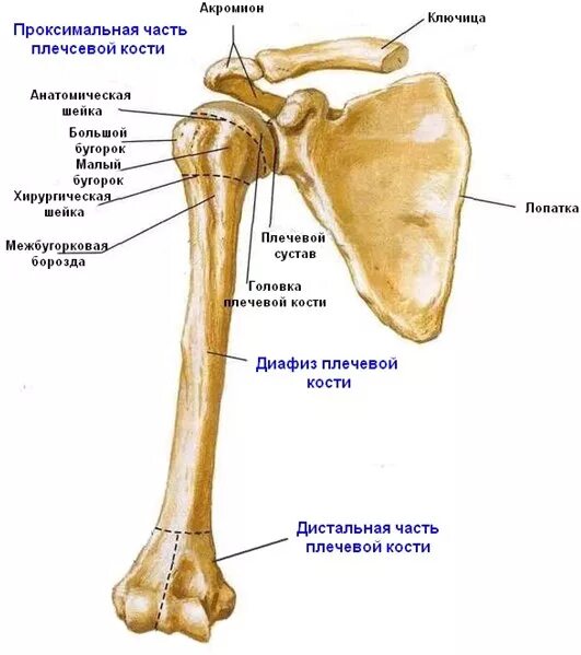 Нижний конец плечевой кости фото Переломы плечевой кости - Клиника 29