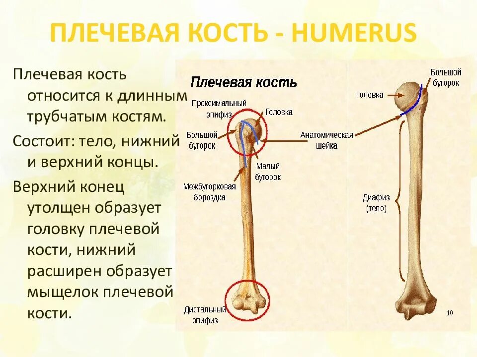 Нижний конец плечевой кости фото Трубчатая плечевая кость