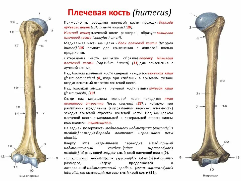 Нижний конец плечевой кости фото Лучевая борозда плечевой кости: найдено 88 изображений