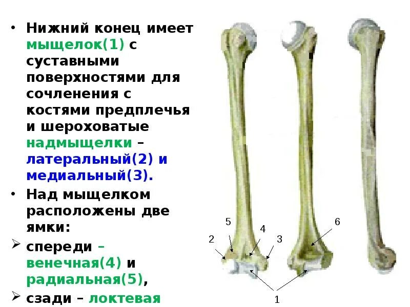 Нижний конец плечевой кости фото Скелет верхних и нижних конечностей