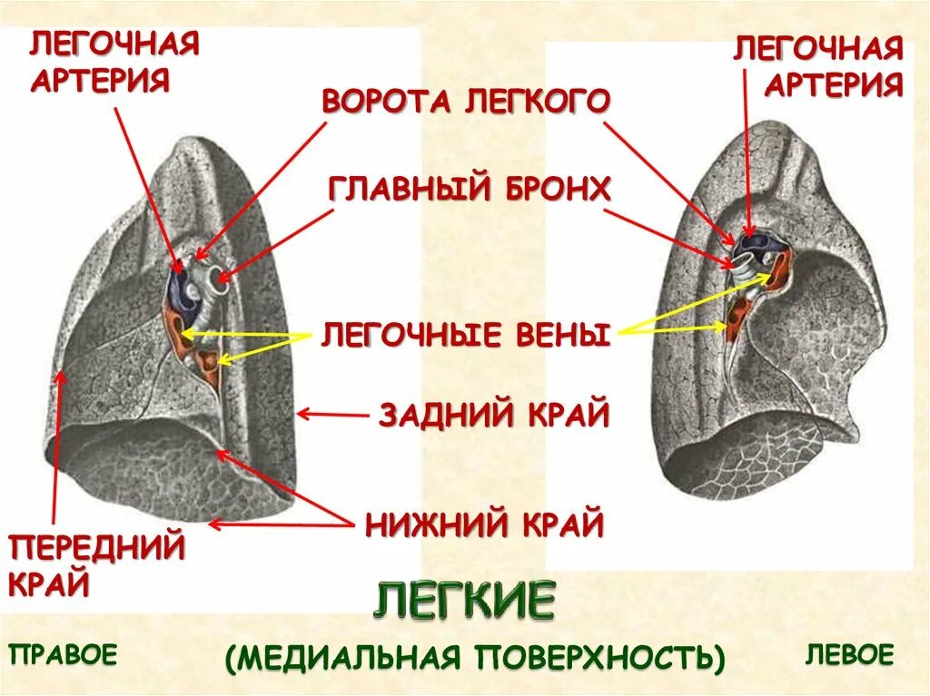Нижний край фото Образование левого корня легкого: найдено 75 изображений