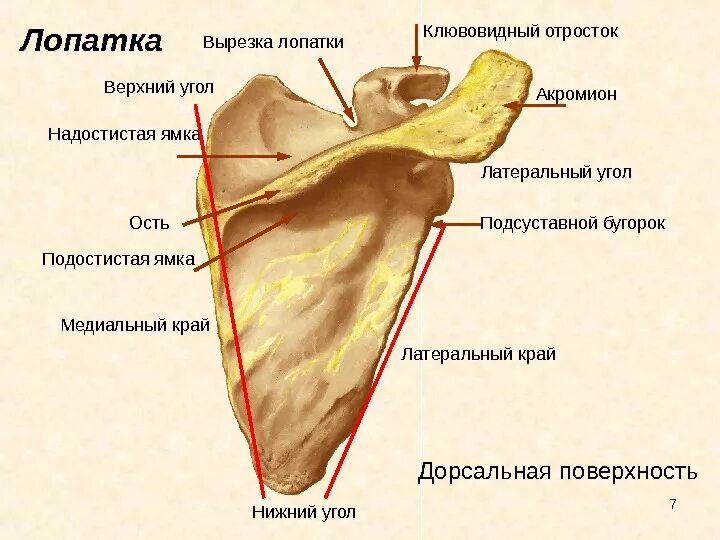 Нижний край фото Плечевой сустав Портал радиологов