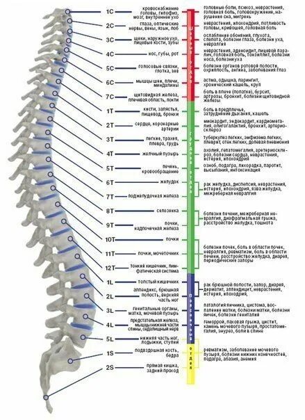 Нижний отдел позвоночника фото Anatomy and Physiology of the Spine: A Complete Guide