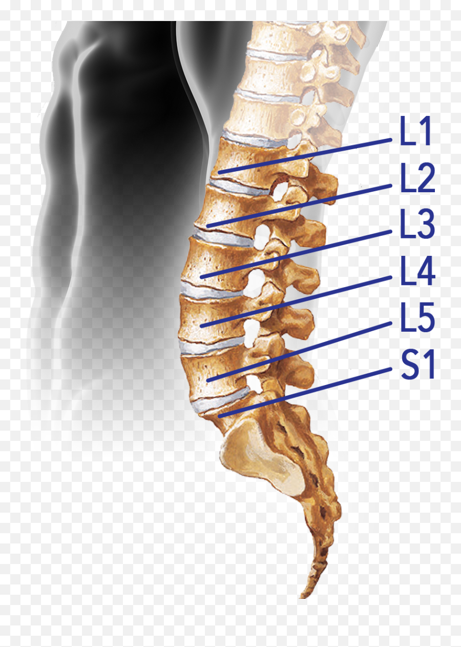 Нижний отдел позвоночника фото Download Spine - Lumbar Vertebral Column Png Image With No Vertebra Lumbar Png,S
