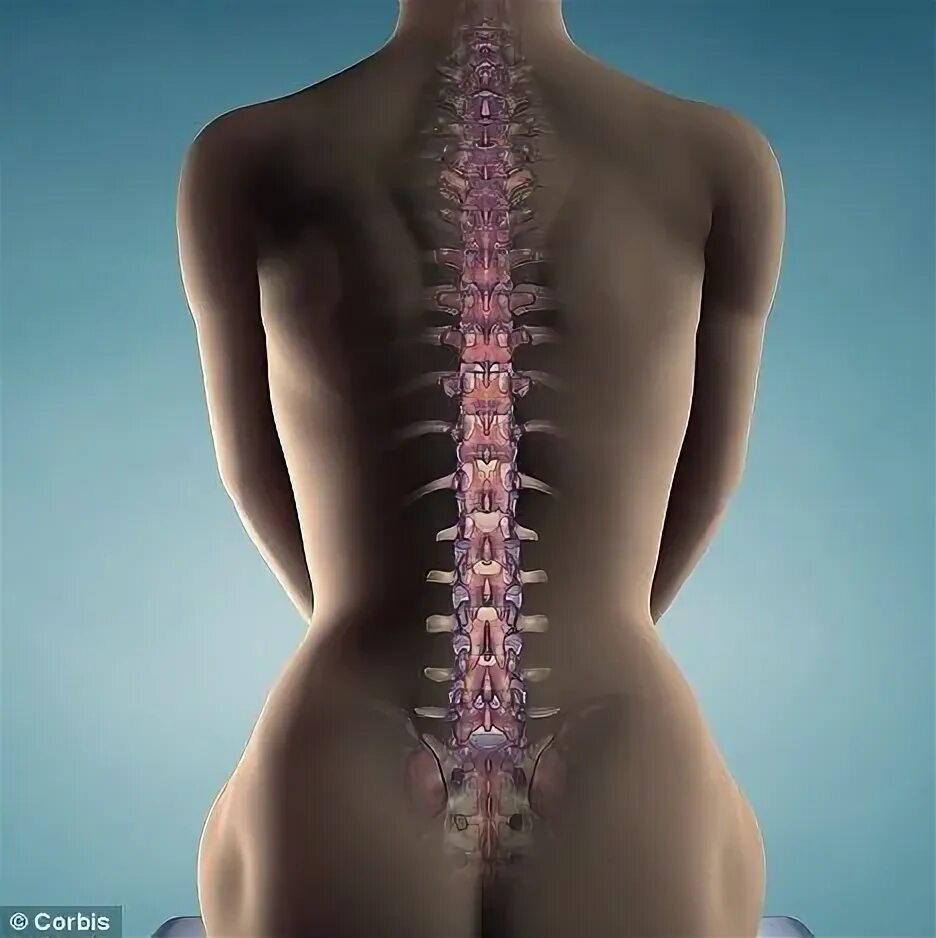 Нижний отдел позвоночника фото New stem cell gel applied to site of injury 'can regenerate broken spinal cord n