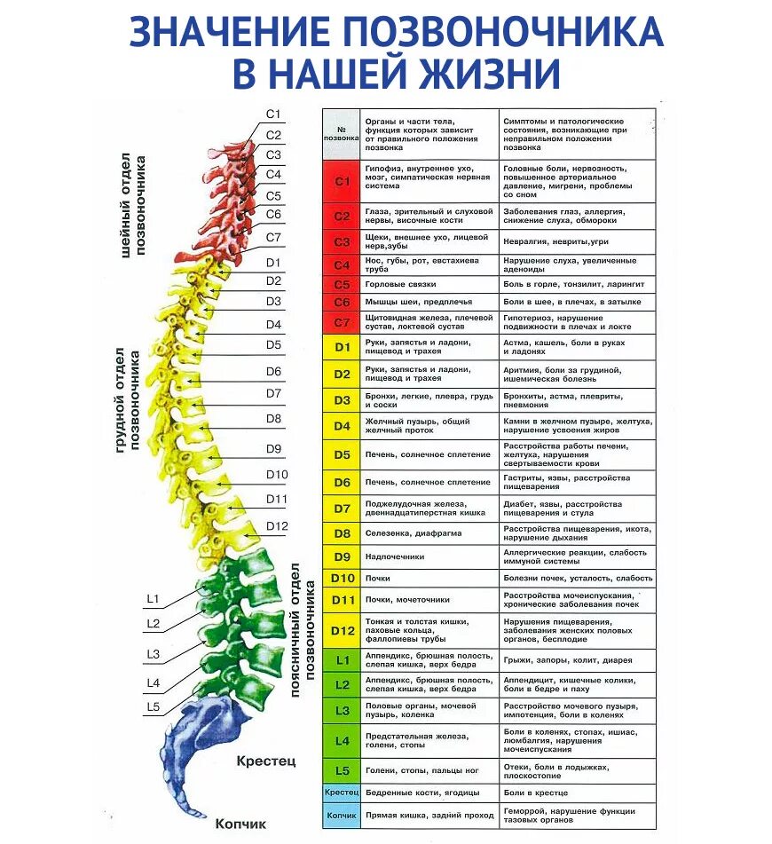 Нижний отдел позвоночника фото Свинг-машина Healthy Spine GESS-080. Купить в Москве и области. Доставка по всей