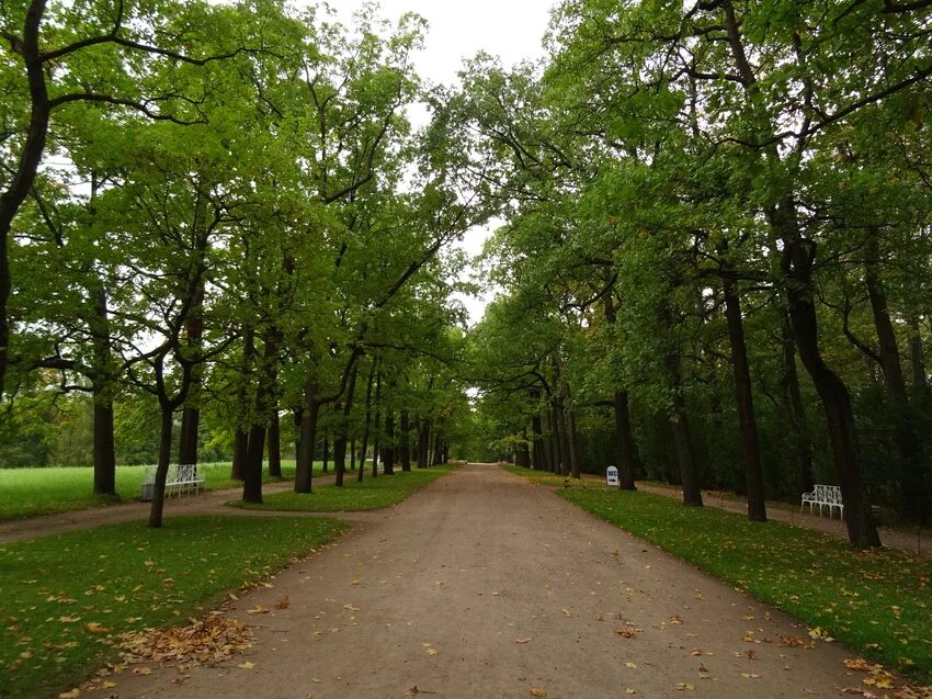 Нижний парк пушкин фото Парк пушкина фото: найдено 81 изображений