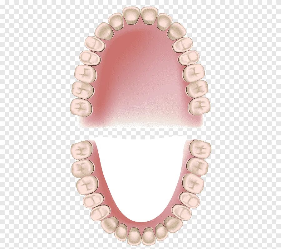Нижний ряд зубов фото Ilustração de dentes brancos, dentes permanentes dentes decíduos odontologia per